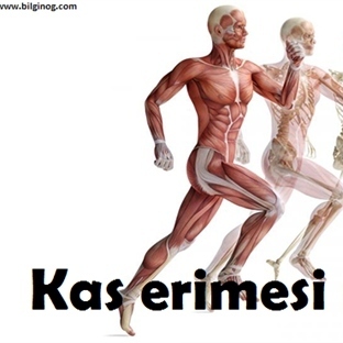 Kas Erimesine Bitkisel Çözümler-Kas Erimesi Neden Olur-Kas Erimesinin Nedenleri Kas Erimesine Bitkisel Çözümler-Kas Erimesi Neden Olur-Kas Erimesinin Nedenleri