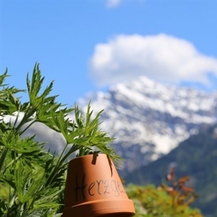 Kräuterkraft in Kärnten