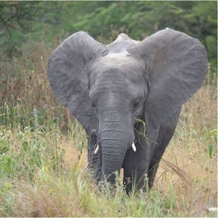 Safari im Tarangire Nationalpark