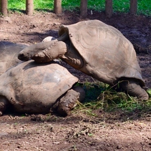 Mauritius: Schildkröte im Liebesrausch