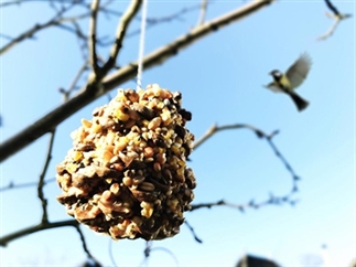 DIY: Vogelvoer dennenappel maken met kinderen