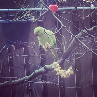 DIY vogelvoer maken