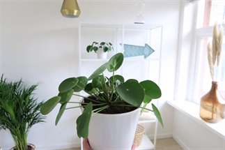 Tips voor groen in je interieur
