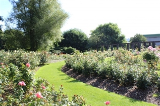 Aanrader: de Botanic Gardens in Belfast