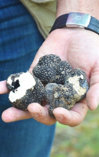 Truffels zoeken in de Champagne-Ardenne