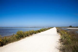 Fietvakantie Frankrijk, van de Camargue naar Arles