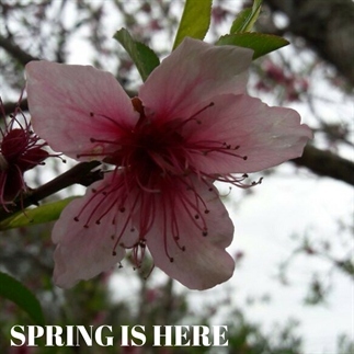 Lente in Turkije