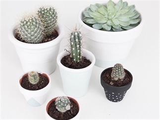 Planten Potjes DIY