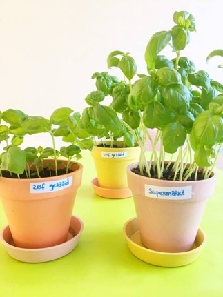 Project Basilicumplant