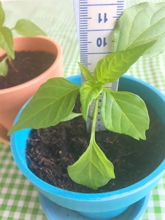 Zelf peperplanten kweken