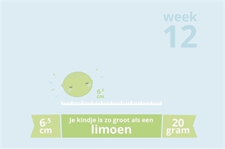 Zwangerschapsupdate | Week 12