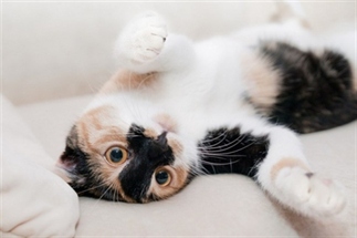 10 hittegolf-tips voor katten.