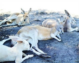 Australian slang, leuke Ozzie woorden