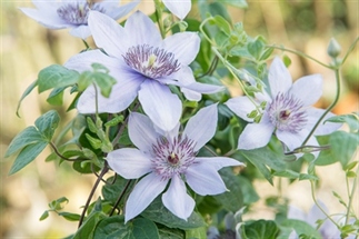 Clematis | Tuinplant van de Maand april 2017