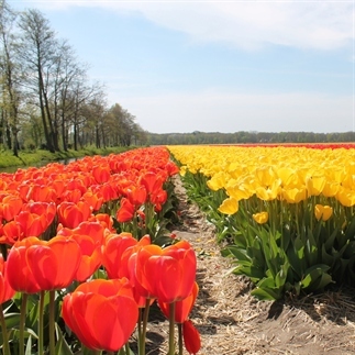 Fietstocht door de bollenstreek