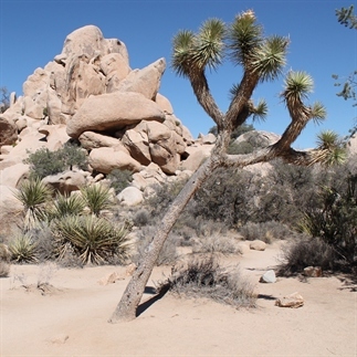 Fotoblog: Joshua Tree National Park