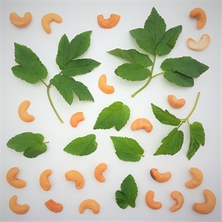 Maak je eigen pesto met onkruid uit de tuin