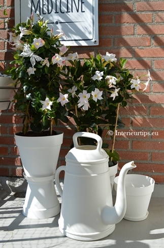 Mandevilla | Tuinplant van de Maand mei 2017