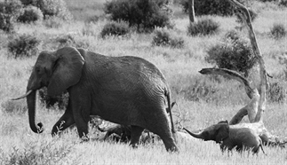 Pasen in Tarangire National Park