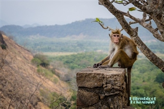 Reisvideo: Sri Lanka