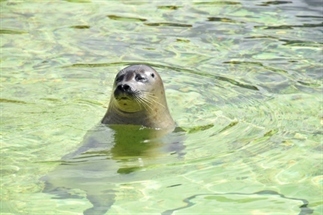 Texel, het grootste waddeneiland van Nederland