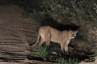 Beste plekken in Bolivia om wildlife te spotten