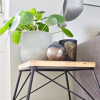 Groen Wonen | Woonfavoriet! Pilea peperomiodes