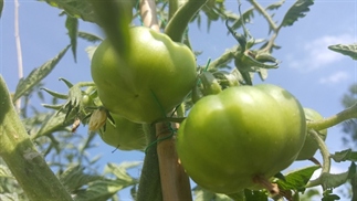 Moestuinieren | De eerste tomaten en meer