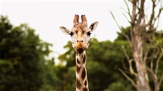 Ontbijten met giraffes