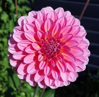 Plant dahlia's voor een glimlach in je tuin
