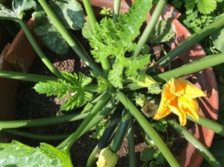 5 x lekkere recepten met courgette
