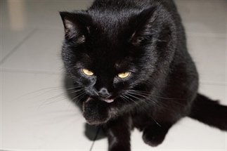 Dagboek van een kat