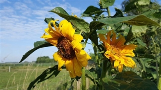 Dé formule voor meer zonnebloemen in je leven