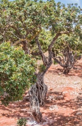 Het verhaal van de mastiha op Chios, Griekenland