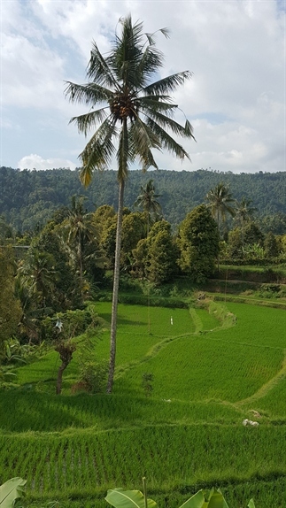 Onze reis door Bali