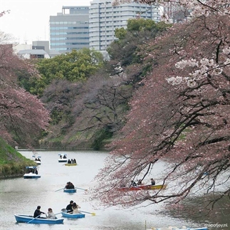 Reisverslag: video kersenbloesems in Tokio, Japan