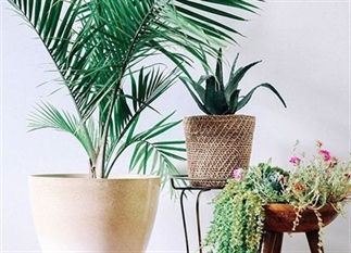 Welke plant hoort in welke kamer?