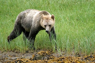 Beste plek voor grizzly’s spotten in Canada
