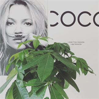 Review: Desenio posters en prints