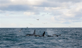 Walvissen en orka's spotten in IJsland