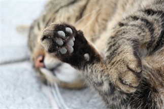 Het is zover: Hamburg heeft een kattencafé!