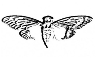 Wat is het mysterieuze online spel Cicada 3301?