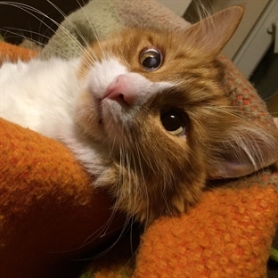 kedi, hobi, alışveriş