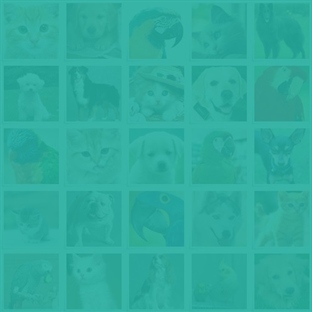 Petfriends.social