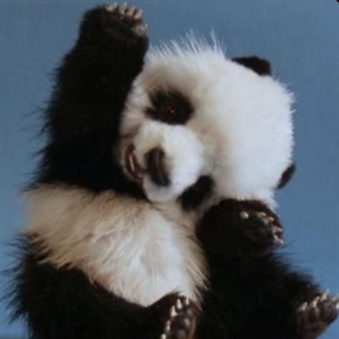 sitting_panda