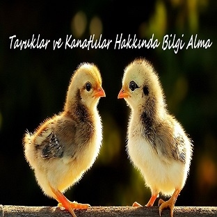 Tavuklar Hakkında Bilgi