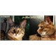 Moonlightcat13