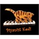 Piyanist Kedi
